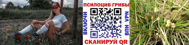 Купить где  Красноармейск  Псилоцибиновые грибы Cubensis 